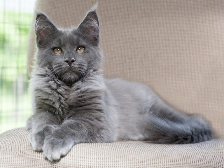 7 Types of Maine Coon Coat Colors (With Pictures) | Hepper Pet Resources