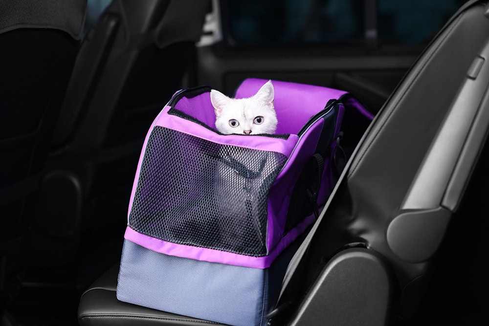 British Shorthair cat inside a purple carrier