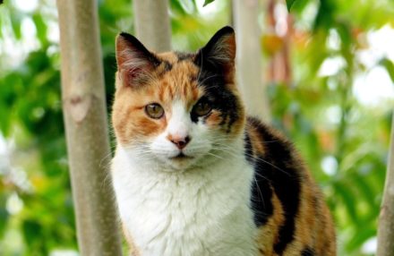 Are All Calico Cats Female? Interesting Feline Facts | Hepper Pet Resources