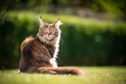 7 Types of Maine Coon Coat Colors (With Pictures) | Hepper Pet Resources