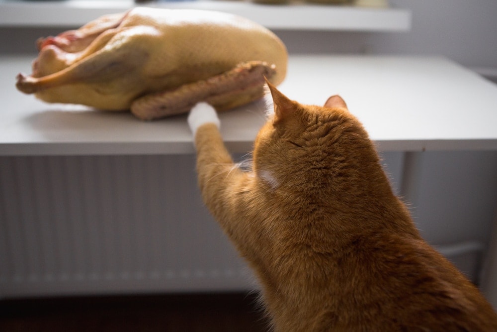 cat reaching for turkey