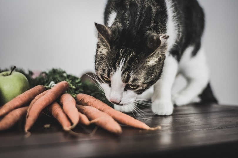 cats sniffing carrots