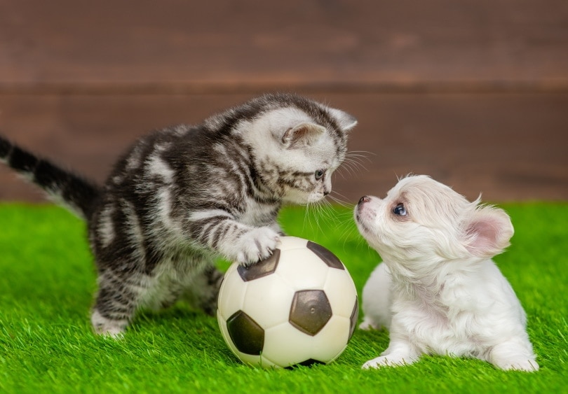chihuahua and cat playing