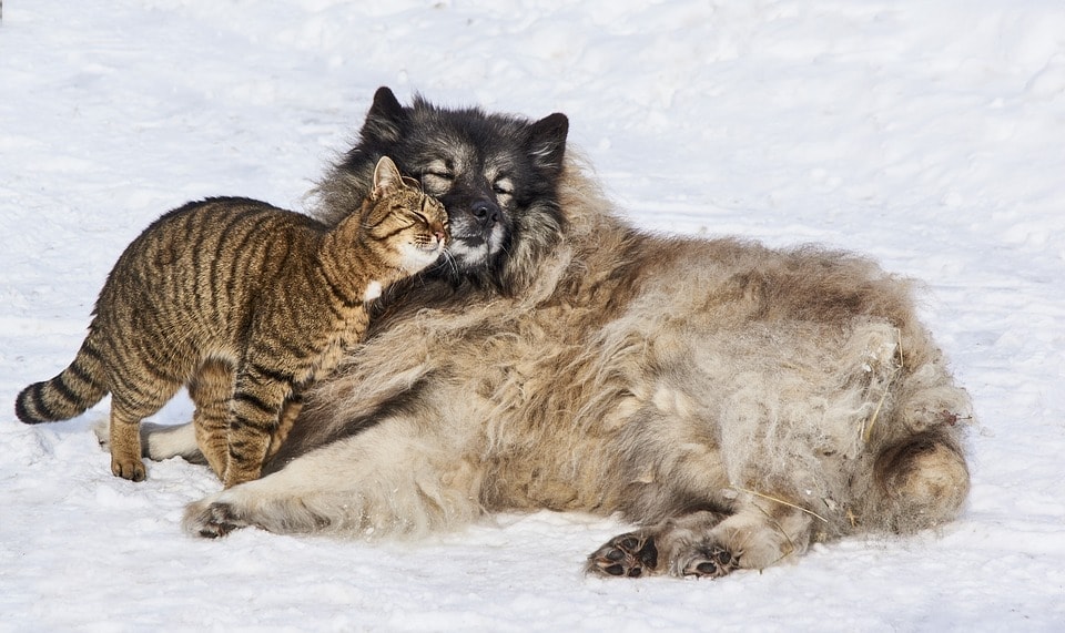 dog and cat in the snow
