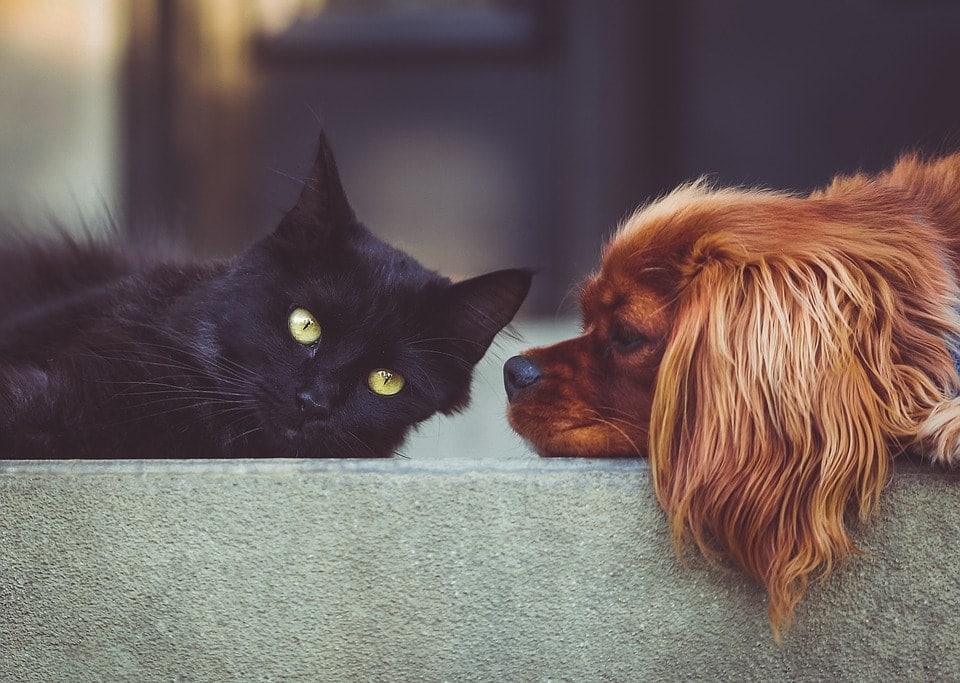 dog smelling cat
