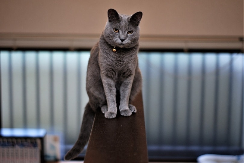 domestic shorthair cat