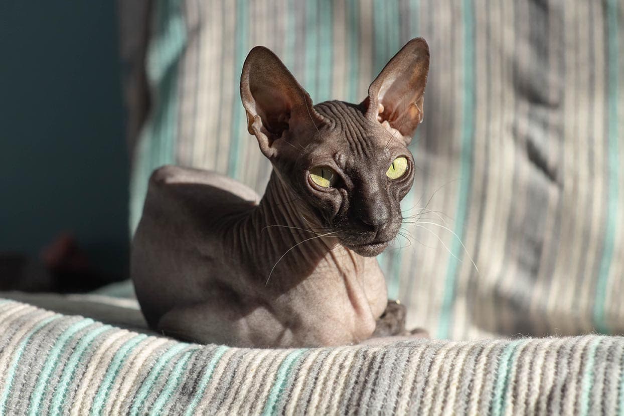 Donskoy cat