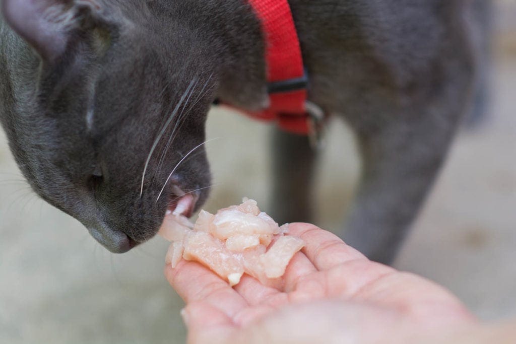 feeding cat with raw chicken