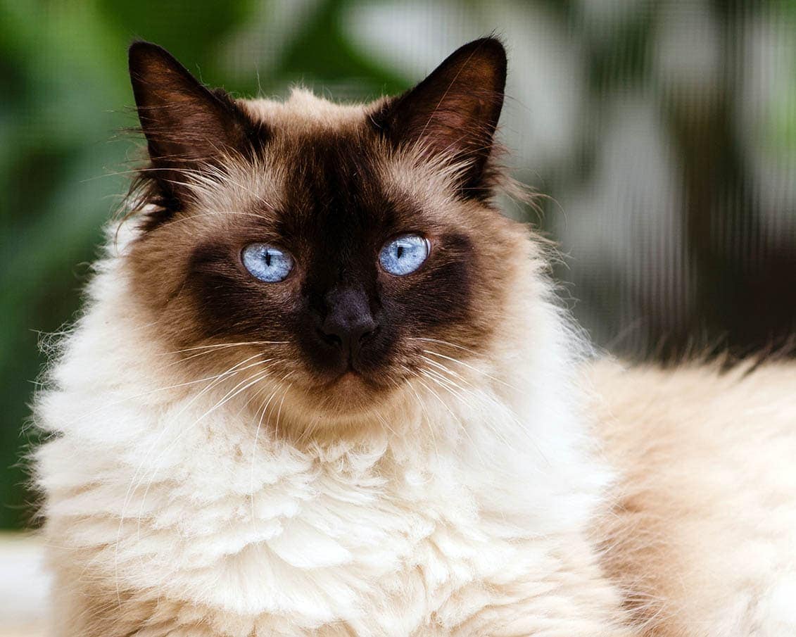 Himalayan cat close up
