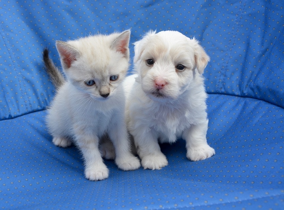 kitten and puppy