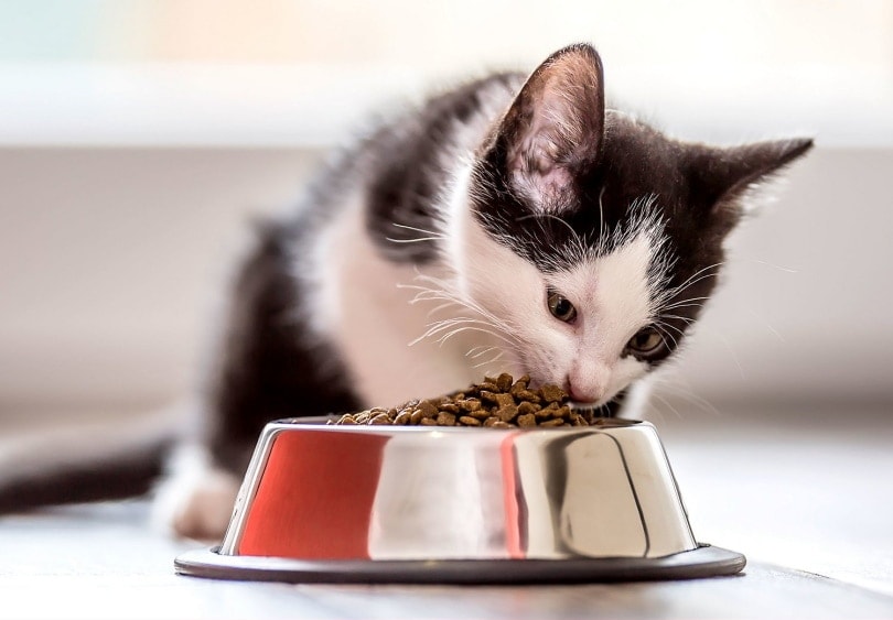 kitten eating
