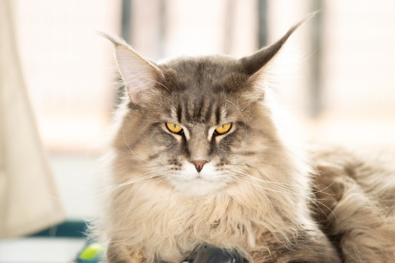mackerel tabby maine coon