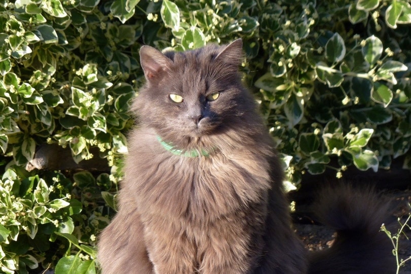 nebelung cat in garden
