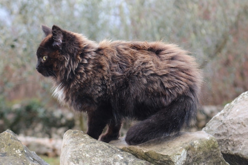 nebelung cat