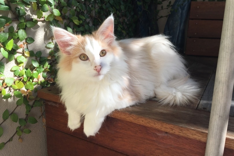 norwegian forest cat_Ashley Gilbertson_Pixabay