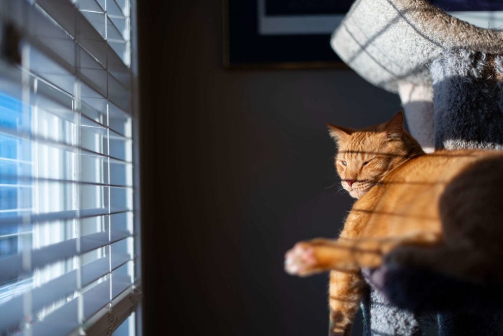 orange, tabby, cat, lying, cat tree, beside, venetian blinds, day, animal, abyssinian