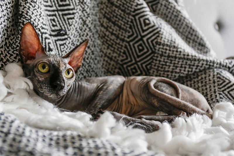 pointed sphynx cat