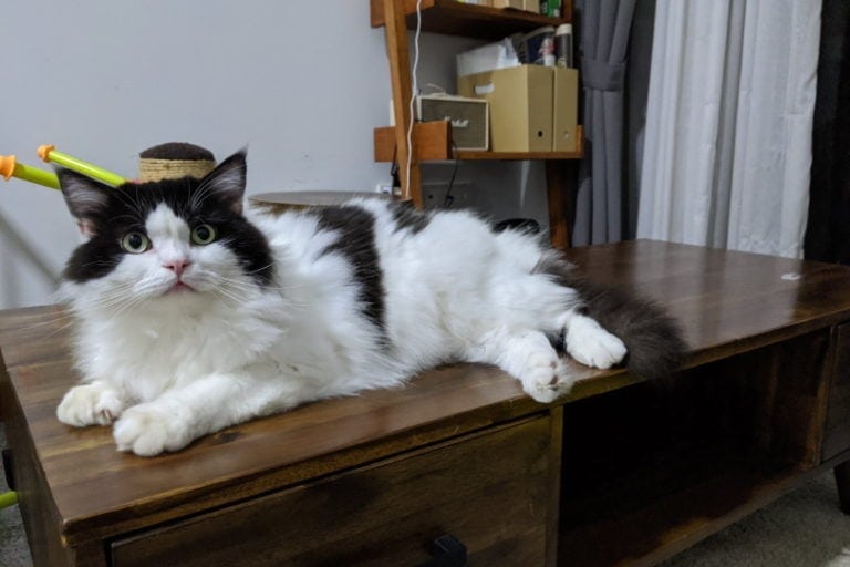 Ragamuffin: Info, Pictures, Characteristics & Facts | Hepper Pet Resources