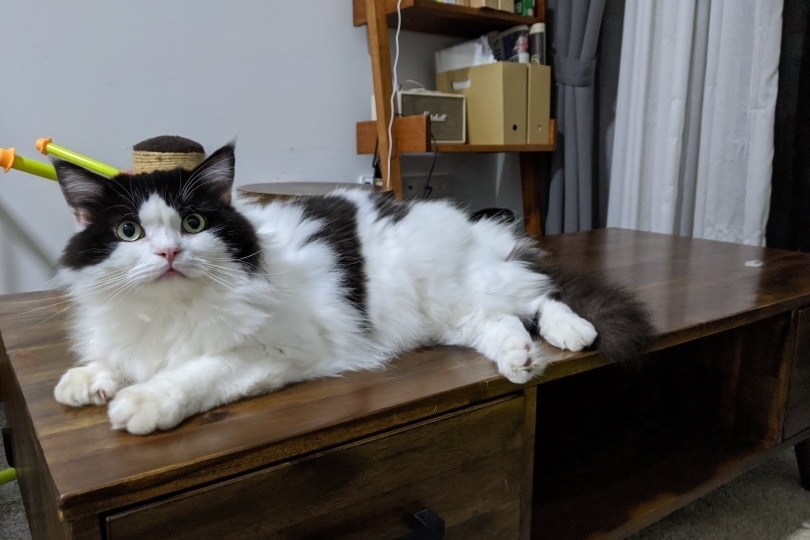 ragamuffin cat