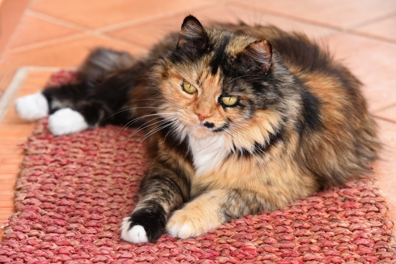 tortoiseshel ragamuffin cat