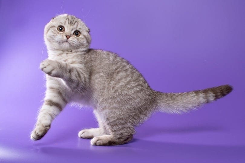 scottish fold cat on purple background