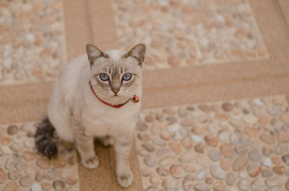 siamese tabby point sitting