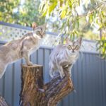 singapura cats