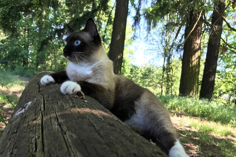 snowshoe cat on wood