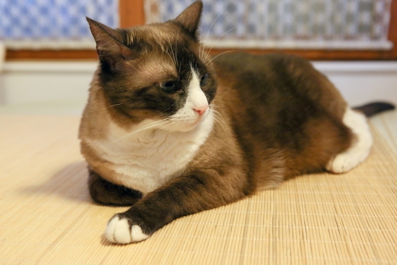 snowshoe cat