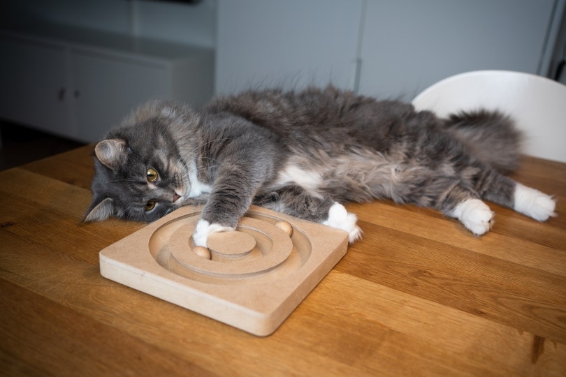 tabby maine coon playing