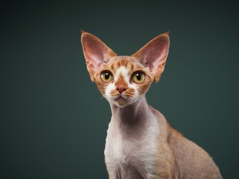 tabby sphynx cat