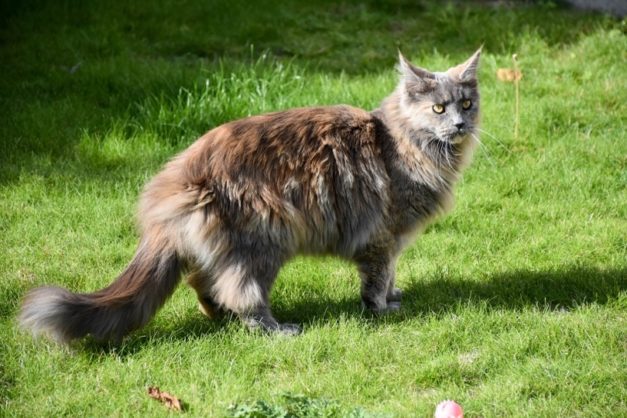 7 Types of Maine Coon Coat Colors (With Pictures) | Hepper Pet Resources