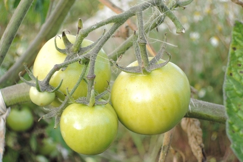 unripe tomatoes