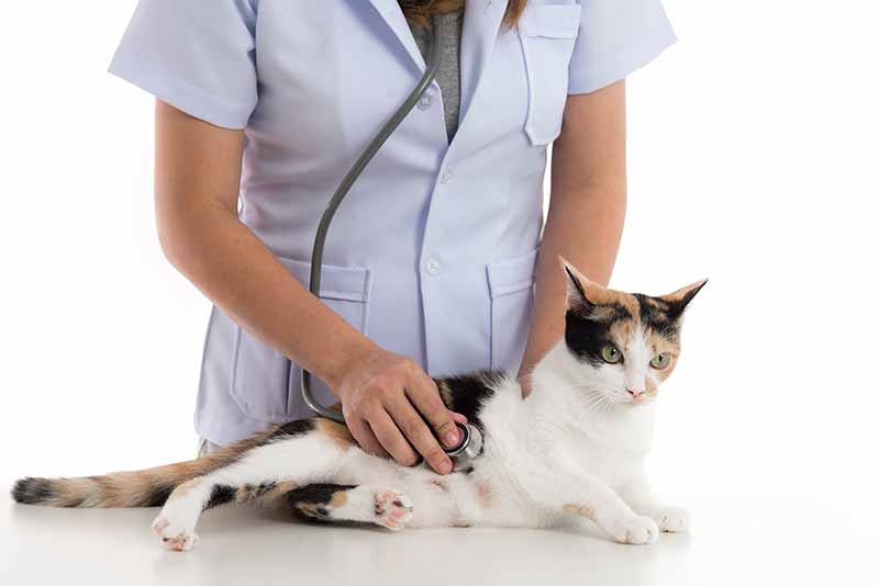 veterinarian examines a calico cat