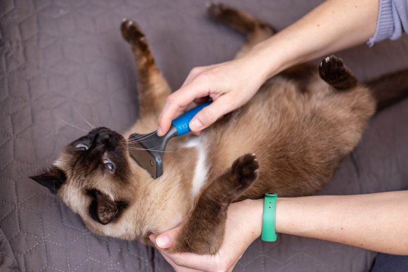 woman brushing a siamese cat