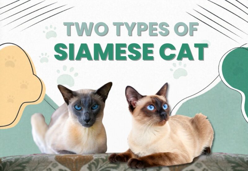 Two Type of Siamese Cat