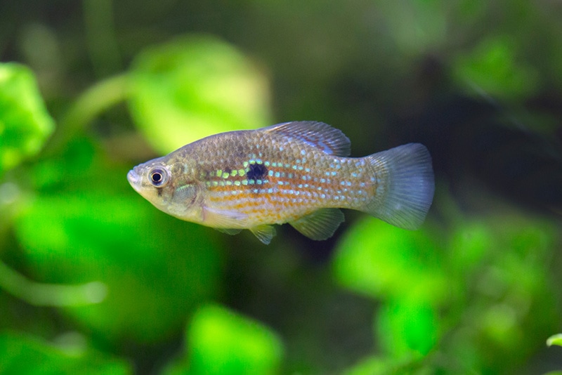 American Flagfish