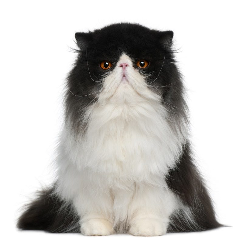 Blue and White Persian Cat
