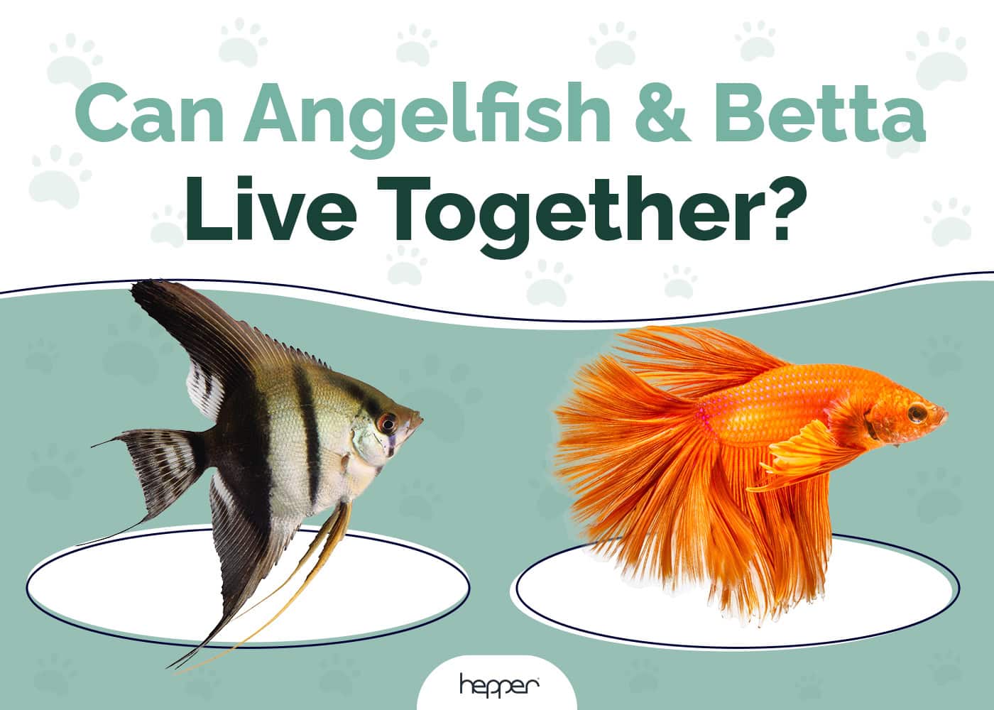 Can Angelfish and Betta Live Together