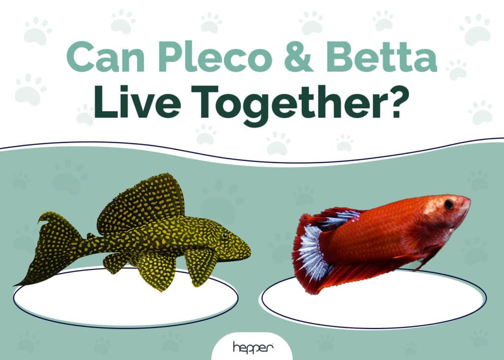 Can Pleco and Betta Live Together