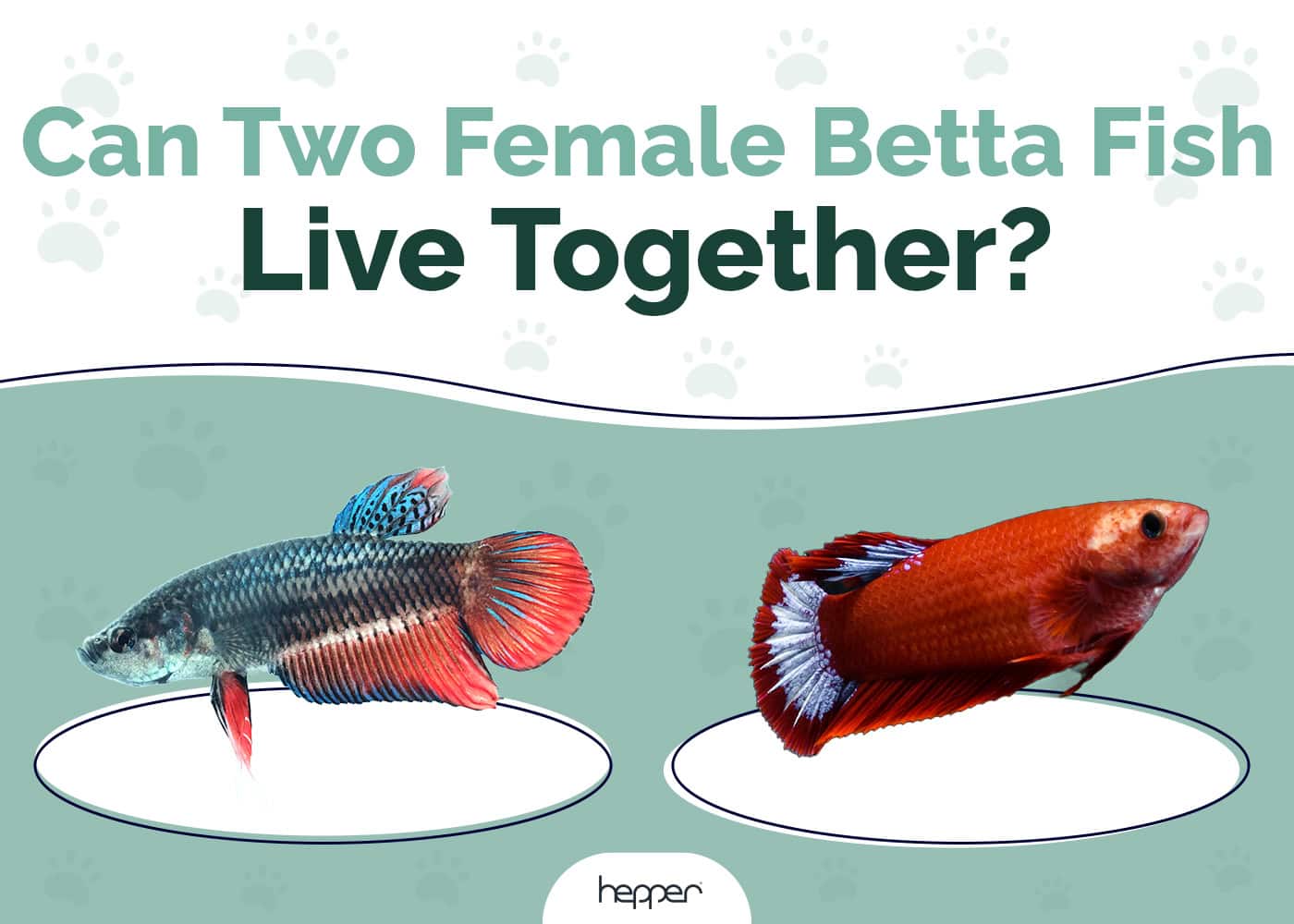 Can Two Female Betta Fish Live Together