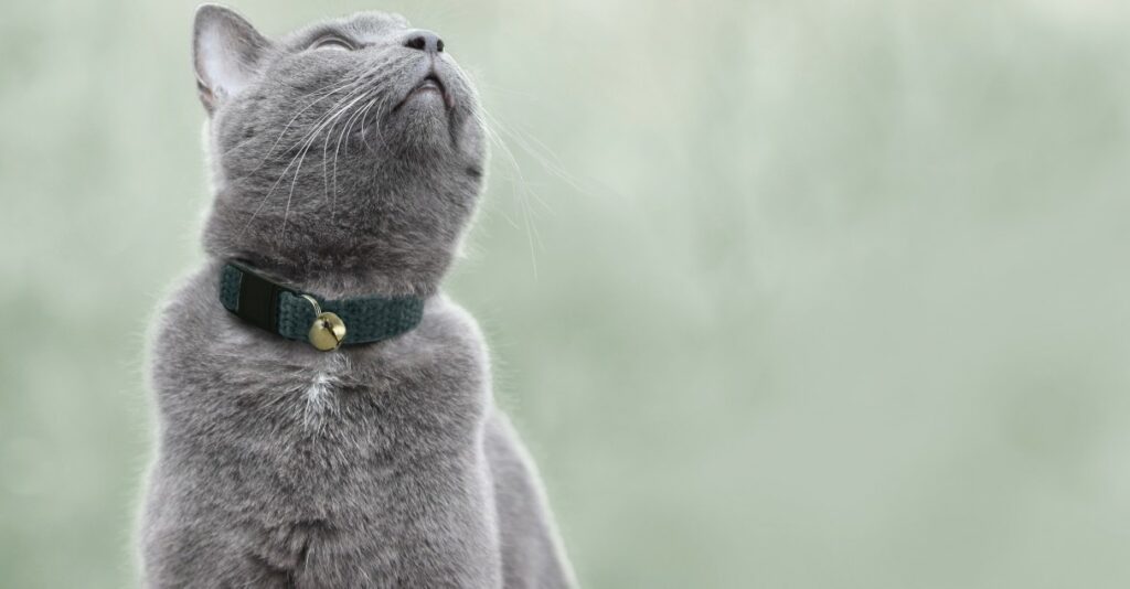 Chartreux cat with hepper collar_Grey