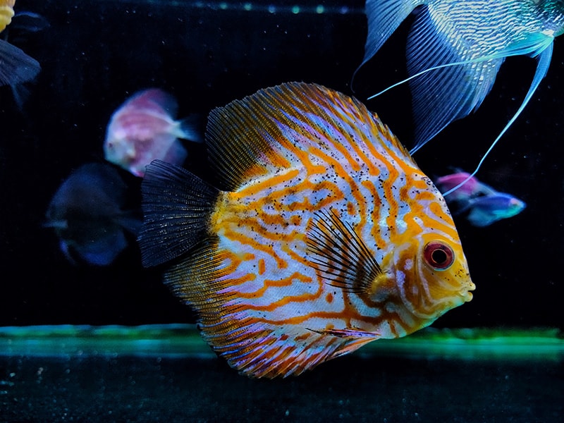 Checkerboard Discus