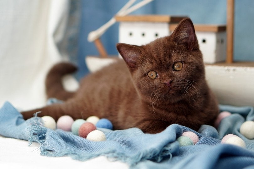 Chocolate British Shorthair kitten