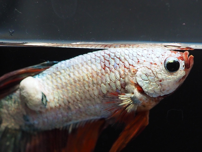 Close Up Betta Fish Popeye and skin disease