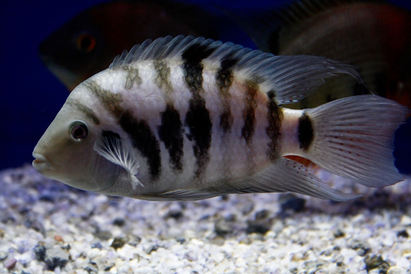 Convict Cichlid