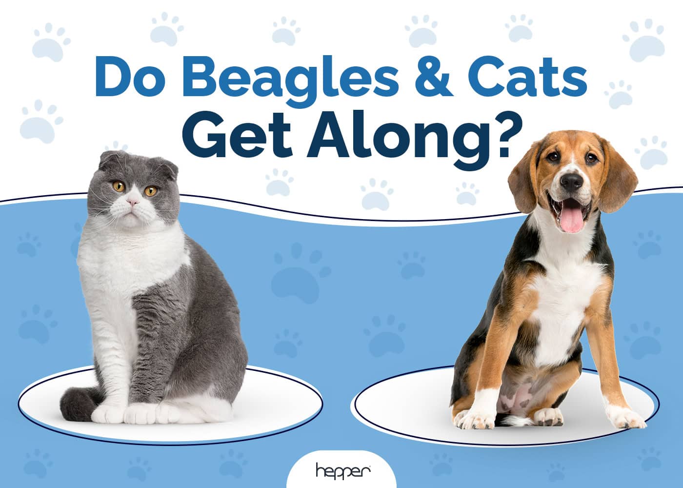 Do Beagles Get Along With Cats Breed Temperament Explained Hepper Pet Resources