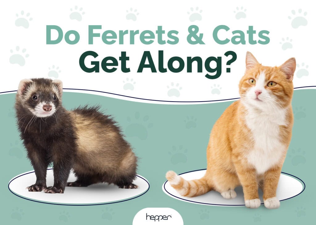 Do Ferrets and Cats Get Along