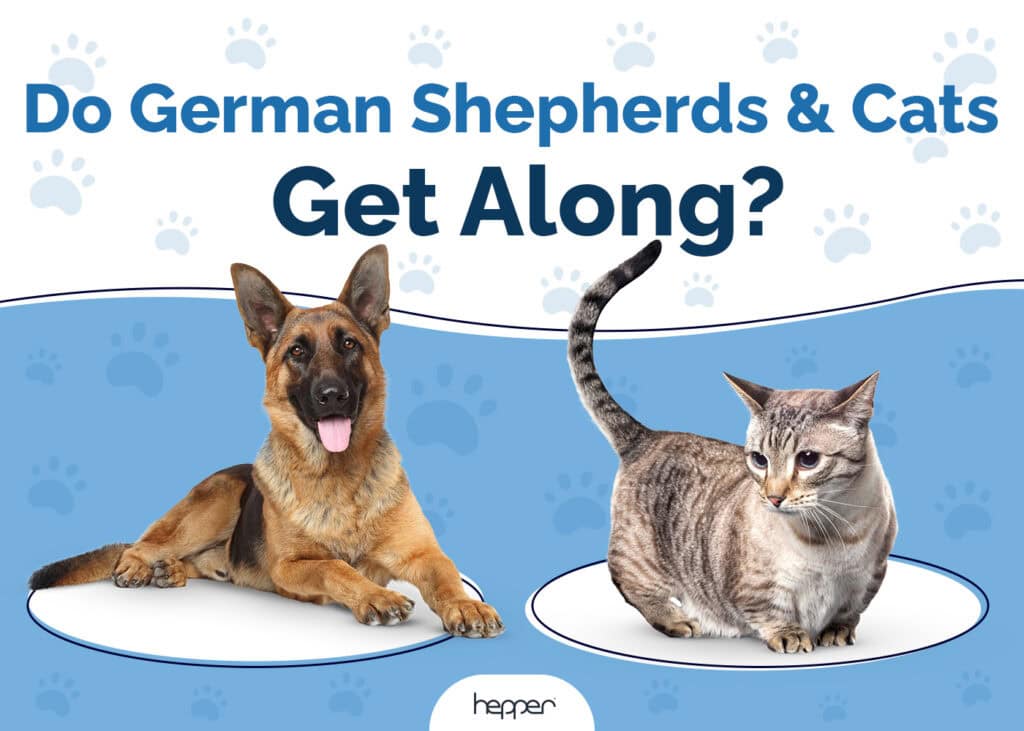 Do German Shepherds and Cats Get Along