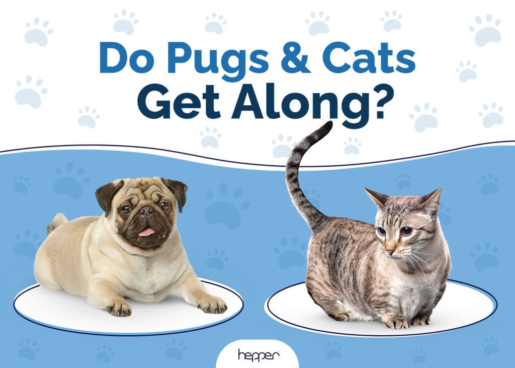Do Pugs and Cats Get Along